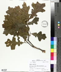 Quercus lyrata image
