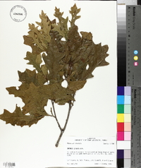 Quercus lyrata image
