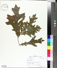 Quercus lyrata image