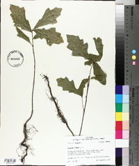 Quercus lyrata image