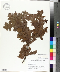 Quercus lyrata image