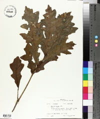 Quercus lyrata image