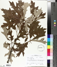 Quercus lyrata image