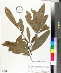 Quercus laurifolia image