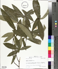 Quercus laurifolia image