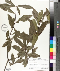 Quercus laurifolia image