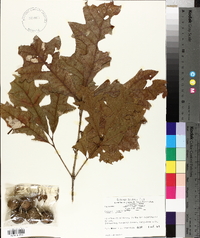 Quercus lyrata image