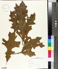 Quercus lyrata image