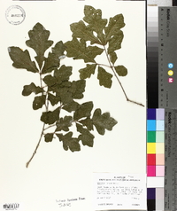 Quercus lyrata image