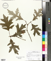 Quercus lyrata image