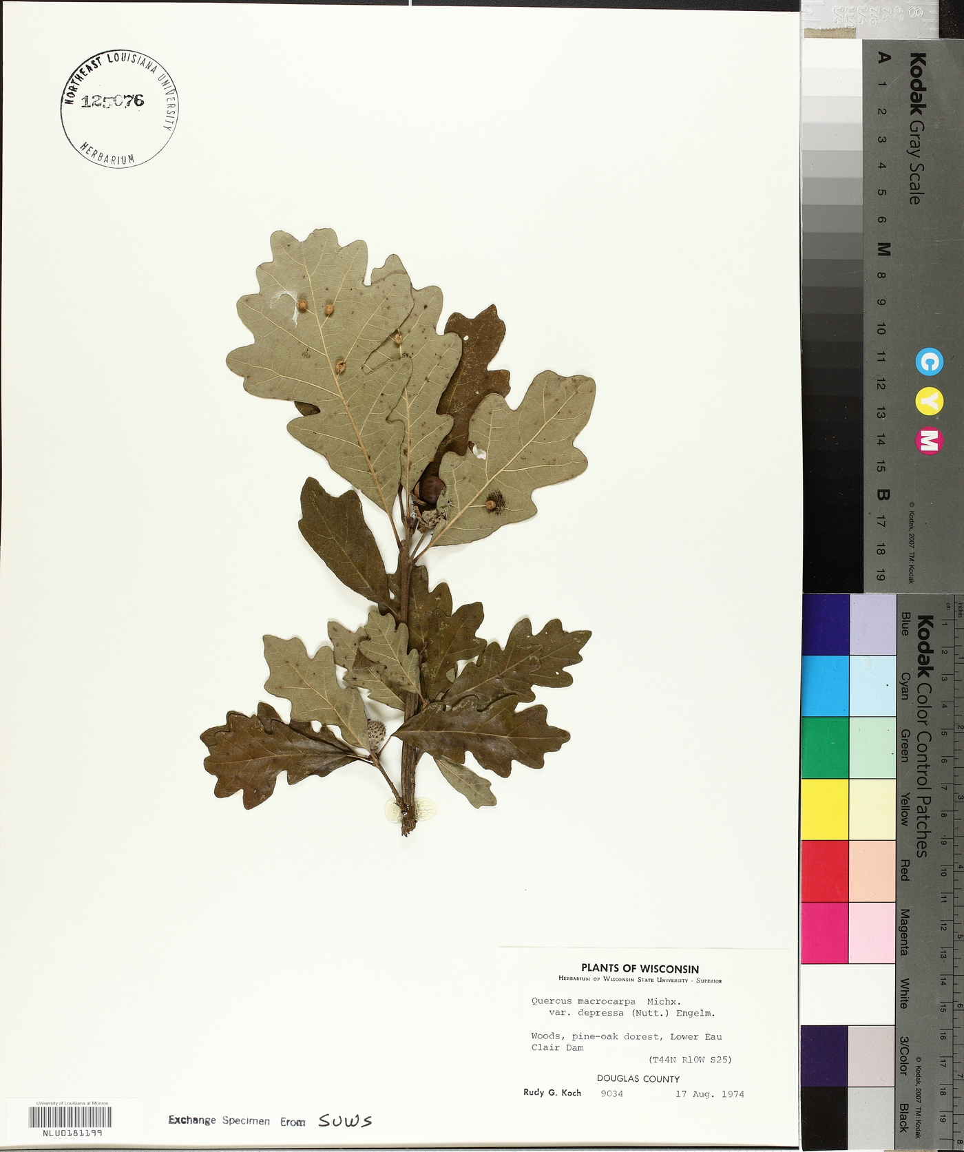 Quercus macrocarpa var. depressa image