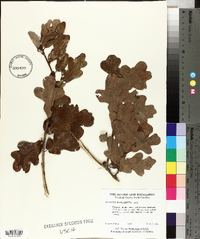 Quercus margaretta image