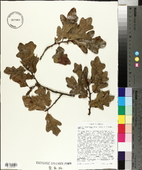 Quercus margaretta image