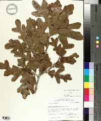Quercus margarettiae image