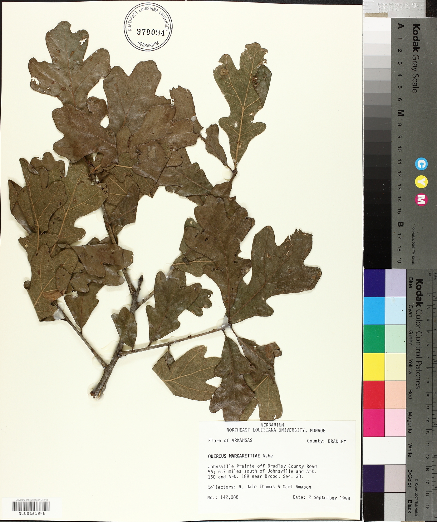 Quercus margarettiae image