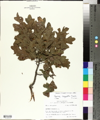 Quercus margaretta image
