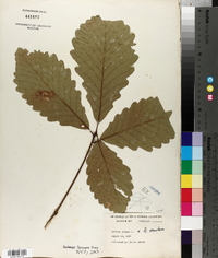Quercus montana image