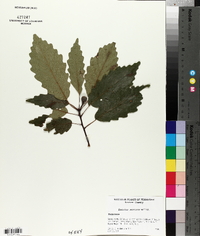 Quercus montana image