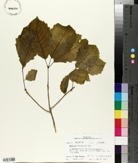 Quercus montana image