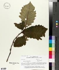 Quercus montana image