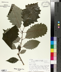 Quercus montana image