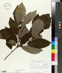 Quercus montana image