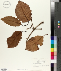 Quercus montana image