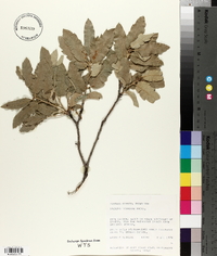 Quercus mohriana image