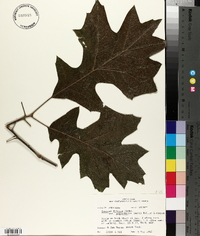 Quercus falcata var. leucophylla image