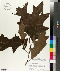 Quercus falcata var. pagodifolia image