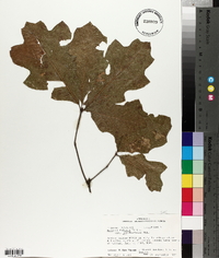 Quercus falcata var. pagodifolia image