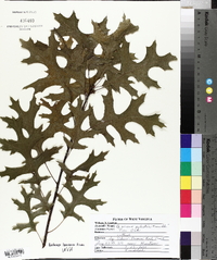 Quercus palustris image