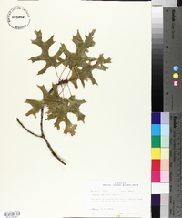 Quercus palustris image