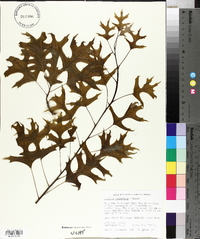 Quercus palustris image