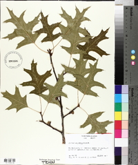 Quercus palustris image