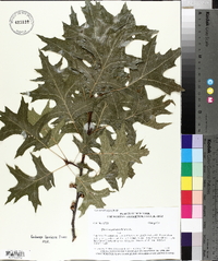 Quercus palustris image