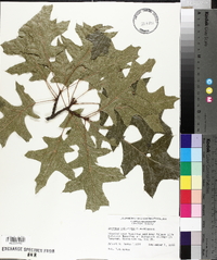 Quercus palustris image