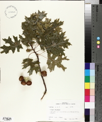Quercus palustris image