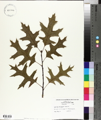 Quercus palustris image