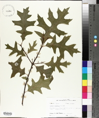 Quercus palustris image