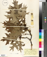 Quercus palustris image