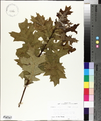 Quercus palustris image