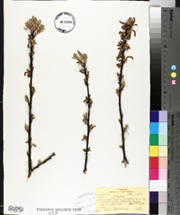Quercus palustris image