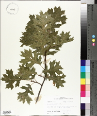 Quercus palustris image