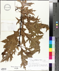 Quercus palustris image