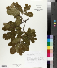 Quercus sinuata image