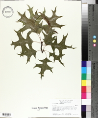 Quercus palustris image
