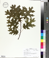 Quercus palustris image