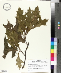 Quercus palustris image