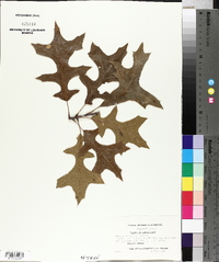 Quercus palustris image